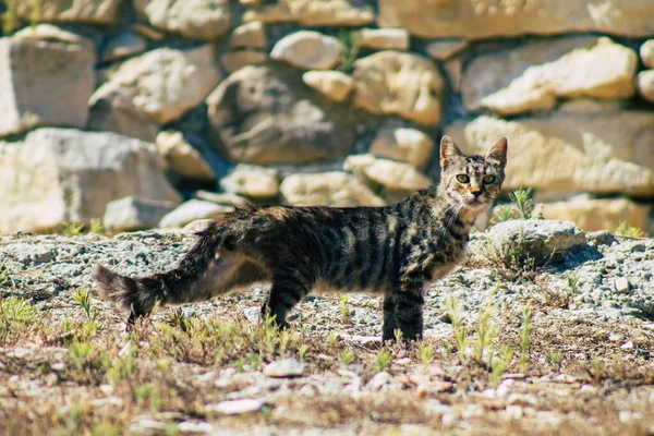 Limassol Zypern Juni 2020 Blick Auf Verlassene Hauskatzen Die Den — Stockfoto