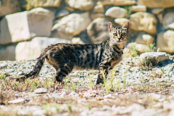 Kıbrıs Rum Kesimi 4 Haziran 2020. Kıbrıs Rum Kesimi 'ndeki Amathousin tapınağının kalıntılarında terk edilmiş evcil kedi manzarası