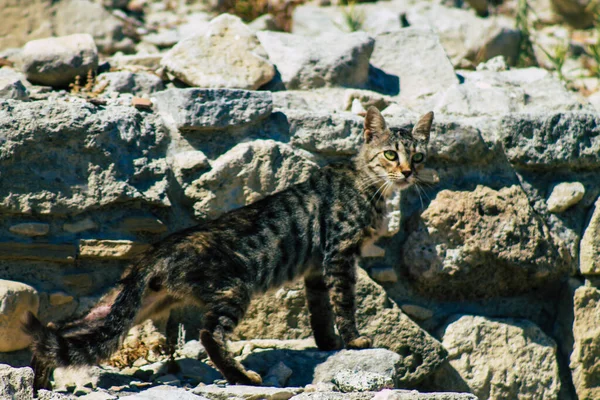 Kıbrıs Rum Kesimi 4 Haziran 2020. Kıbrıs Rum Kesimi 'ndeki Amathousin tapınağının kalıntılarında terk edilmiş evcil kedi manzarası
