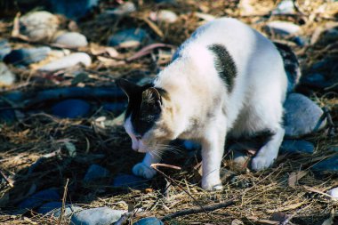 Kıbrıs Rum Kesimi 4 Haziran 2020. Kıbrıs Rum Kesimi 'ndeki Amathousin tapınağının kalıntılarında terk edilmiş evcil kedi manzarası