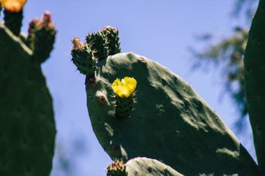 Kıbrıs Rum Kesimi 4 Haziran 2020 Kıbrıs Rum Kesimi 'nde Limasol sokaklarında büyüyen kaktüs manzarası