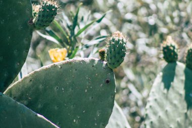 Kıbrıs Rum Kesimi 4 Haziran 2020 Kıbrıs Rum Kesimi 'nde Limasol sokaklarında büyüyen kaktüs manzarası