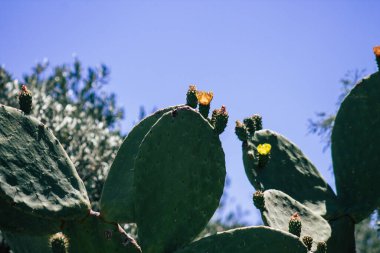 Kıbrıs Rum Kesimi 4 Haziran 2020 Kıbrıs Rum Kesimi 'nde Limasol sokaklarında büyüyen kaktüs manzarası