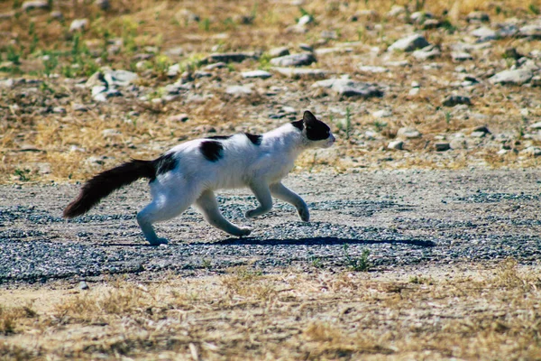 Limassol Chipre Junho 2020 Vista Gato Doméstico Abandonado Que Vive — Fotografia de Stock