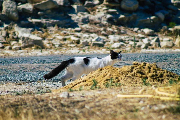 Лимассол Кипр Июня 2020 Вид Заброшенной Домашней Кошки Живущей Руинах — стоковое фото