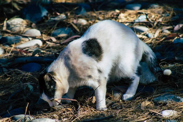 Limassol Chipre Junho 2020 Vista Gato Doméstico Abandonado Que Vive — Fotografia de Stock