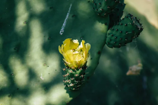 Limassol Chypre Juin 2020 Vue Des Cactus Poussant Dans Les — Photo