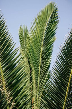 Kıbrıs Rum Kesimi 7 Haziran 2020 'de Kıbrıs Rum Kesimi' nin Limasol adasının sokaklarında büyüyen bir palmiye ağacının yakını