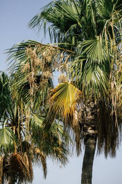 Kıbrıs Rum Kesimi 7 Haziran 2020 'de Kıbrıs Rum Kesimi' nin Limasol adasının sokaklarında büyüyen bir palmiye ağacının yakını