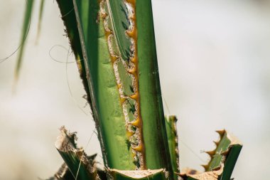 Kıbrıs Rum Kesimi 7 Haziran 2020 'de Kıbrıs Rum Kesimi' nin Limasol adasının sokaklarında büyüyen bir palmiye ağacının yakını