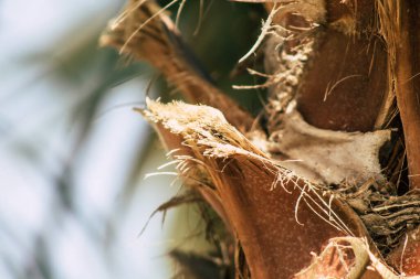 Kıbrıs Rum Kesimi 7 Haziran 2020 'de Kıbrıs Rum Kesimi' nin Limasol adasının sokaklarında büyüyen bir palmiye ağacının yakını