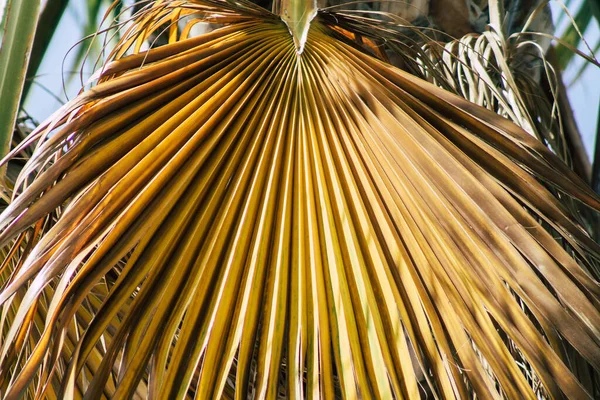 Limassol Cyprus June 2020 Closeup Palm Tree Growing Streets Limassol — 图库照片