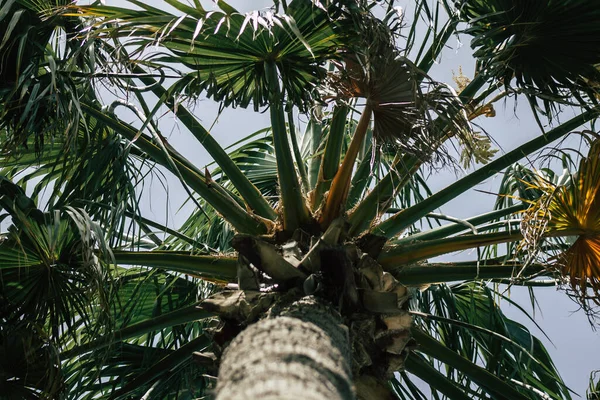 Limassol Cyprus June 2020 Closeup Palm Tree Growing Streets Limassol — Stock Photo, Image