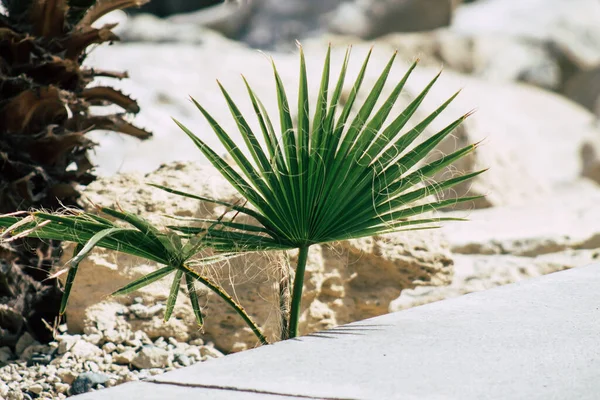 Limassol Chipre Junho 2020 Fechar Uma Palmeira Crescendo Nas Ruas — Fotografia de Stock