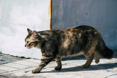 Limasol Kıbrıs Rum Kesimi 10 Haziran 2020 Kıbrıs Rum Kesimi 'nde Limasol sokaklarında yaşayan evcil kedinin görüntüsü