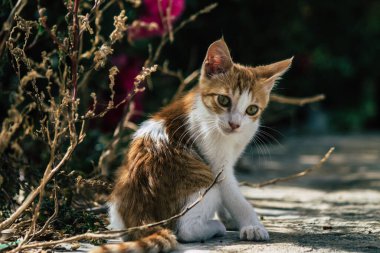 Limasol Kıbrıs Rum Kesimi 10 Haziran 2020 Kıbrıs Rum Kesimi 'nde Limasol sokaklarında yaşayan evcil kedinin görüntüsü