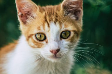 Limasol Kıbrıs Rum Kesimi 10 Haziran 2020 Kıbrıs Rum Kesimi 'nde Limasol sokaklarında yaşayan evcil kedinin görüntüsü