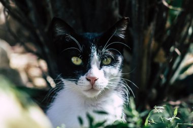Limasol Kıbrıs Rum Kesimi 10 Haziran 2020 Kıbrıs Rum Kesimi 'nde Limasol sokaklarında yaşayan evcil kedinin görüntüsü