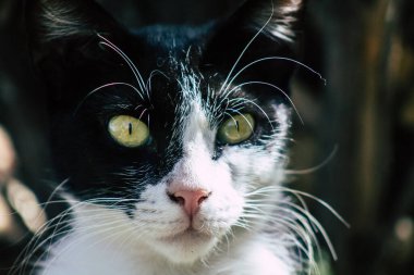 Limasol Kıbrıs Rum Kesimi 10 Haziran 2020 Kıbrıs Rum Kesimi 'nde Limasol sokaklarında yaşayan evcil kedinin görüntüsü