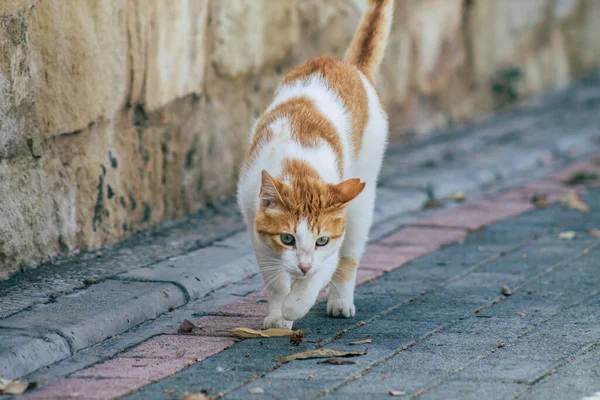 Limassol Cyprus June 2020 View Domestic Cat Living Streets Limassol — Stock Photo, Image