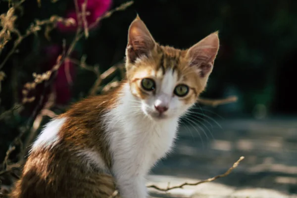 Limassol Zypern Juni 2020 Blick Auf Die Hauskatze Die Den — Stockfoto