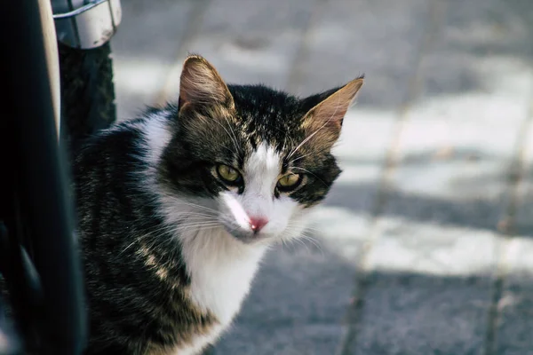 Limassol Chipre Junio 2020 Vista Del Gato Doméstico Que Vive — Foto de Stock