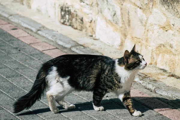 Limassol Кіпр Червня 2020 Вид Домашнього Кота Живе Вулицях Лімасола — стокове фото