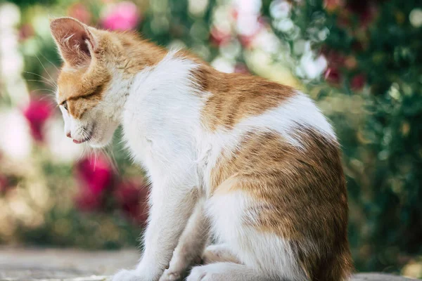 塞浦路斯利马索尔2020年6月10日看到生活在塞浦路斯利马索尔街头的家猫 — 图库照片