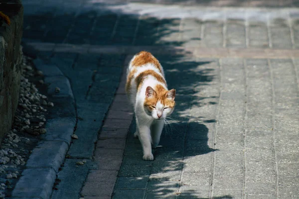 Limassol Chipre Junio 2020 Vista Del Gato Doméstico Que Vive — Foto de Stock