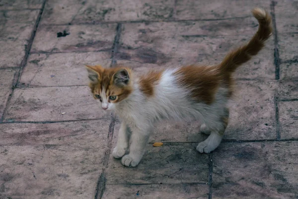 리마솔 키프로스 2020 키프로스 리마솔의 거리에 집고양이의 — 스톡 사진