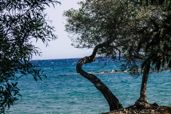 Limassol Cyprus Juni 2020 Zicht Boom Groeiend Voor Zee Het — Stockfoto