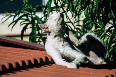 Limasol Kıbrıs Rum Kesimi 11 Haziran 2020 Kıbrıs Rum Kesimi 'nde Limasol sokaklarında yaşayan evcil kedinin görüntüsü