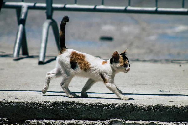 Limassol Cypern Juni 2020 View Domestic Cat Living Streets Limassol — Stockfoto