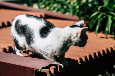 Limasol Kıbrıs Rum Kesimi 11 Haziran 2020 Kıbrıs Rum Kesimi 'nde Limasol sokaklarında yaşayan evcil kedinin görüntüsü