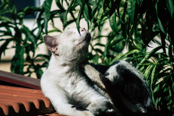 Limassol Chipre Junio 2020 Vista Del Gato Doméstico Viviendo Las — Foto de Stock