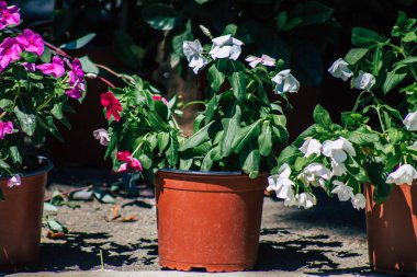 Kıbrıs Rum Kesimi 13 Haziran 2020 'de Kıbrıs adasındaki Limasol pazarında satılan renkli çiçeklerin kapatılması