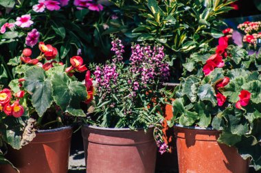 Kıbrıs Rum Kesimi 13 Haziran 2020 'de Kıbrıs adasındaki Limasol pazarında satılan renkli çiçeklerin kapatılması
