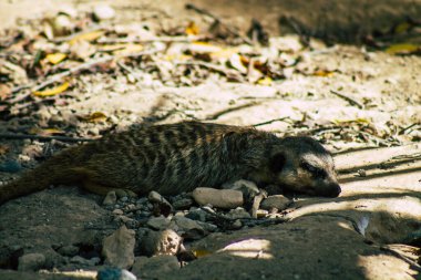 Mirket ya da suricate manzarası, Güney Afrika 'da bulunan küçük bir firavun faresi. Geniş bir kafa, büyük gözler, sivri bir burun, uzun bacaklar, ince bir konik kuyruk ve dallanmış bir palto deseni ile karakterize edilir.