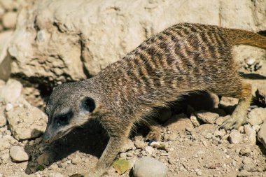 Mirket ya da suricate manzarası, Güney Afrika 'da bulunan küçük bir firavun faresi. Geniş bir kafa, büyük gözler, sivri bir burun, uzun bacaklar, ince bir konik kuyruk ve dallanmış bir palto deseni ile karakterize edilir.