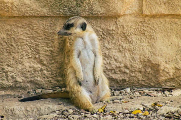 在南部非洲发现的一种小羚羊 Meerkat Suricate 它的特点是头部宽阔 眼睛大 鼻尖尖 尾尖薄 皮毛花纹斑斑 — 图库照片