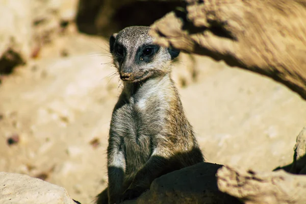 Widok Suricate Lub Suricate Mały Mangusta Znaleziono Południowej Afryce Charakteryzuje — Zdjęcie stockowe