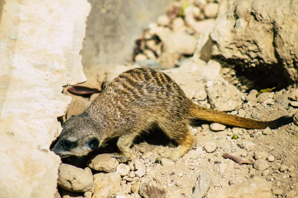 Widok Suricate Lub Suricate Mały Mangusta Znaleziono Południowej Afryce Charakteryzuje — Zdjęcie stockowe