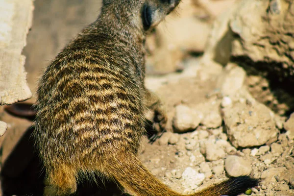 Vista Suricate Suricate Una Pequeña Mangosta Que Encuentra Sur África — Foto de Stock