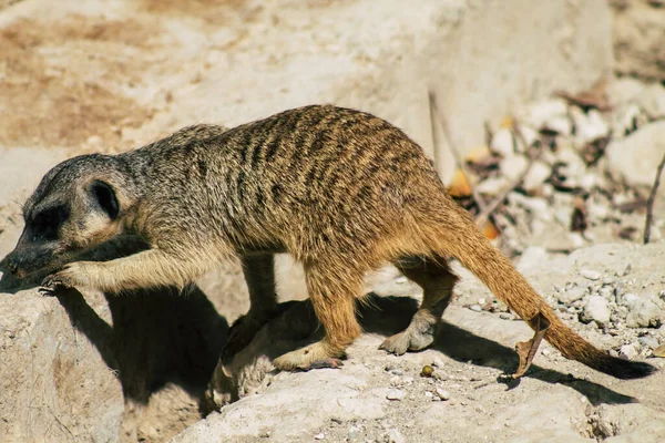 Widok Suricate Lub Suricate Mały Mangusta Znaleziono Południowej Afryce Charakteryzuje — Zdjęcie stockowe