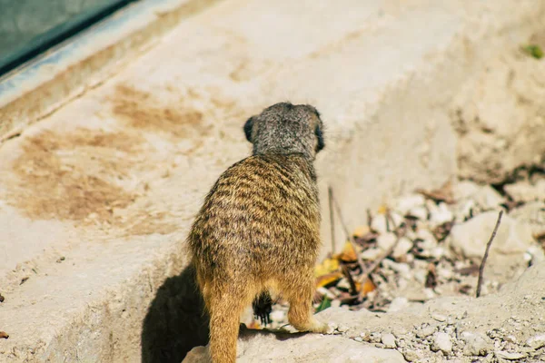 Widok Suricate Lub Suricate Mały Mangusta Znaleziono Południowej Afryce Charakteryzuje — Zdjęcie stockowe