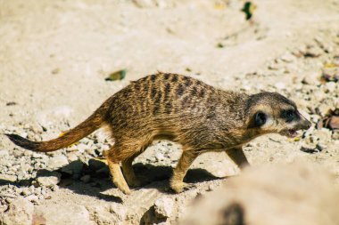 Mirket ya da suricate manzarası, Güney Afrika 'da bulunan küçük bir firavun faresi. Geniş bir kafa, büyük gözler, sivri bir burun, uzun bacaklar, ince bir konik kuyruk ve dallanmış bir palto deseni ile karakterize edilir.