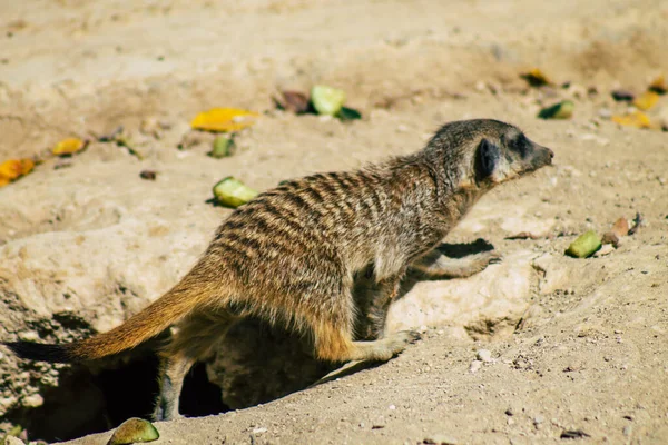 Widok Suricate Lub Suricate Mały Mangusta Znaleziono Południowej Afryce Charakteryzuje — Zdjęcie stockowe