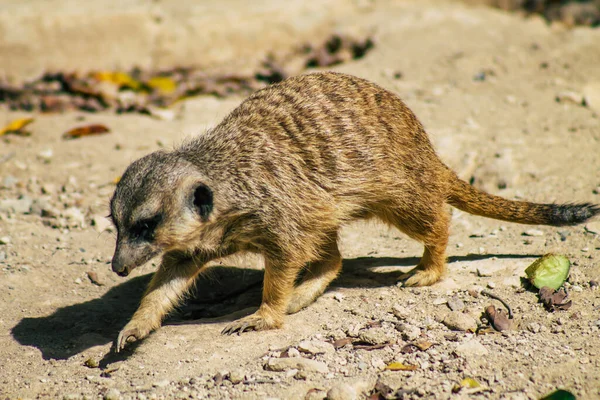 Widok Suricate Lub Suricate Mały Mangusta Znaleziono Południowej Afryce Charakteryzuje — Zdjęcie stockowe