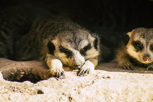 Pemandangan Meerkat Atau Suricate Cerpelai Kecil Yang Ditemukan Afrika Selatan — Stok Foto