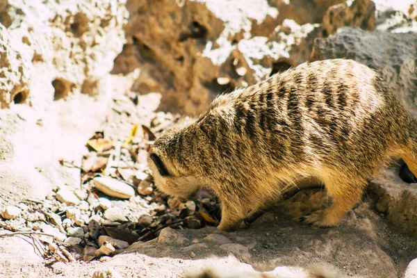 Widok Suricate Lub Suricate Mały Mangusta Znaleziono Południowej Afryce Charakteryzuje — Zdjęcie stockowe